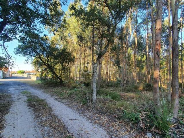 Marinha Grande Marinha Grande 104903959