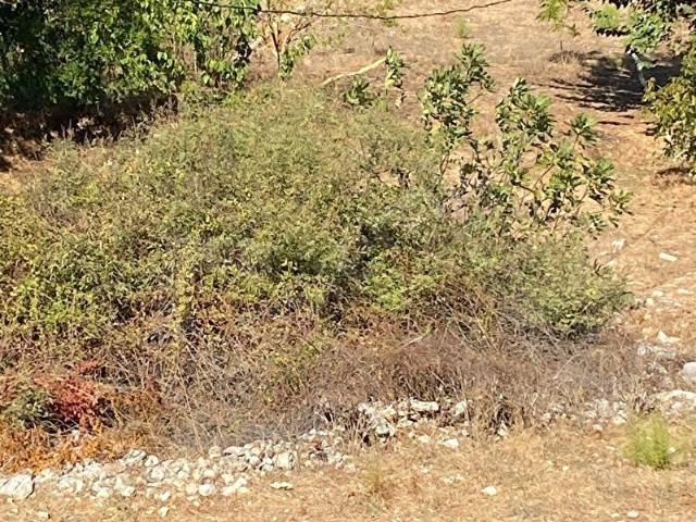 Marmaris bayırda yatırımlık uygun tarla