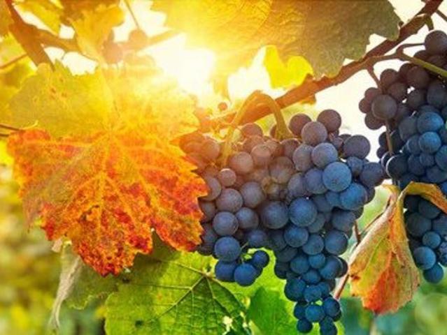 Marne, Vignes à vendre 51140