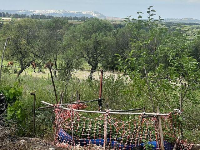 Masía en venta en Vejer de la Frontera, Vejer. FINCA RUSTICA CERCANA A VEJER DE LA FRONTERA. Masías Vejer de la.