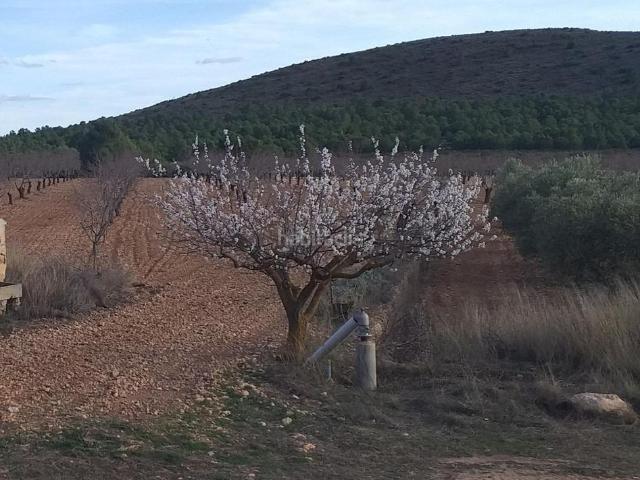 Masía en venta en Yecla. FINCA DE ALMENDROS CON CASONA EN YECLA. Masías.
