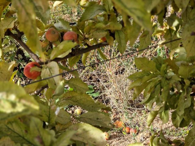 Masía en venta en Cogollos de la Vega. Finca ecológica en Cogollos Vega 2,5 hectáreas con casa, naves y producción agrícola. Masías Cogollos de la.