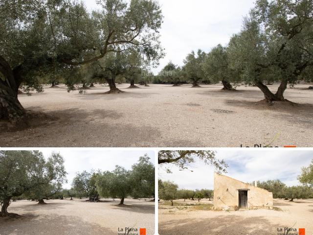 Masía en venta en Galera La. FINCA RUSTICA LES COVES CON CASETA EN VENTA EN LA GALERA TARRAGONA. Masías Galera.