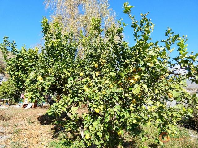 Masía en venta en Motril, Los Tablones La Garnatilla. MotrilFinca Rustica. Masías.