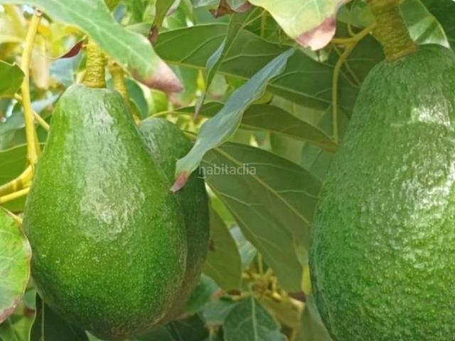 Masía en venta en Motril, Los Tablones La Garnatilla. MotrilFinca Rustica. Masías.