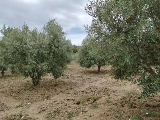 Masía en venta en Ronda, Partidas Sur. Casa de campo junto a Ronda. Masías.