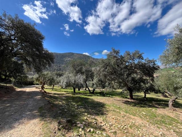 Masía en venta en Ronda, Partidas Sur. Finca Rustica Ronda. Masías.