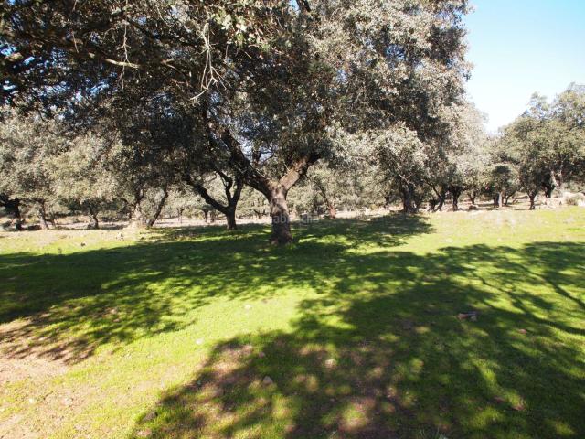 Masía en venta en Santa Olalla del Cala. Finca ecológica cerca de El Ronquillo. Masías Santa Olalla del.
