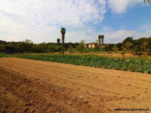 Masía para reformar con un gran terreno en Sant Amanç