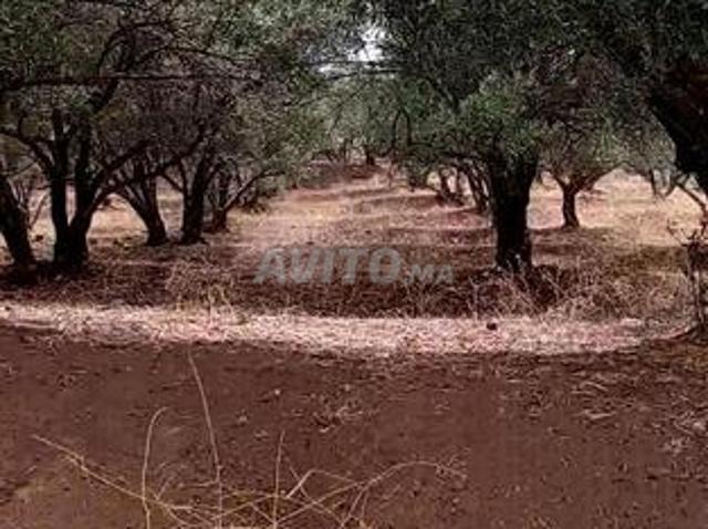 مدينة المنزل إقليم صفرو