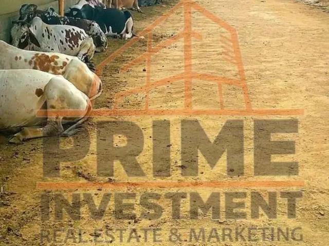 Memon cattle & family farm house karachi northern bypass id 23275
