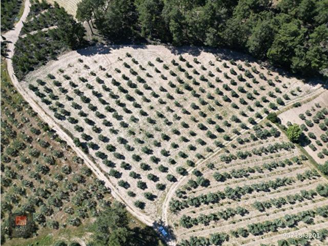 Menteşe Çamolukta Düz Zeminde 9 Dönüm Verimli Zeytinlik