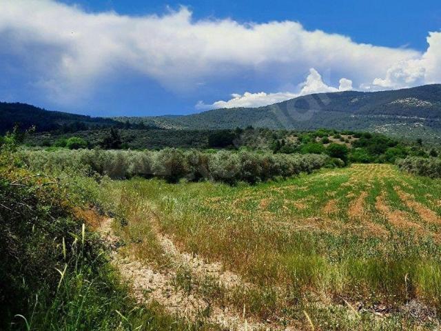 Menteşe YEŞİLYURT. Satılık 6350 m2 yolu olan tarla
