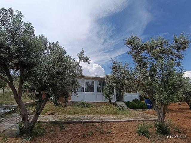 MENDERES BULGURCADA 7.362 m İÇERİSİNDE EVİ OLAN ZEYTİNLİK