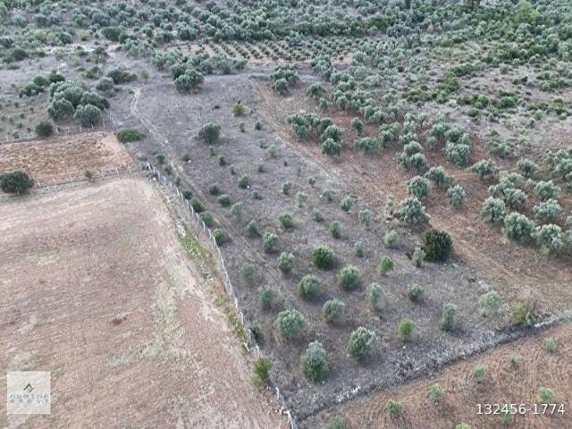 MENDERES İLÇESİ GÖLOVA KÖYÜNDE ULAŞIMI KOLAY 5.575 M2 BAHÇE