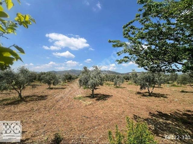 MENDERES KÜNER'DE ELEKTRİK SU HAZIR SATILIK 250 M2 BAHÇE