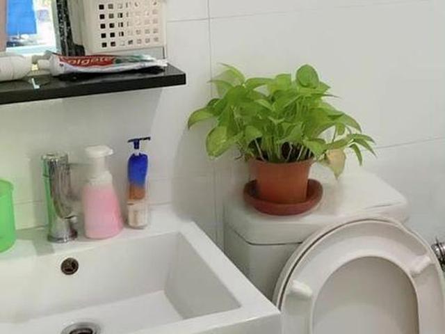 Medge D11, Apartment