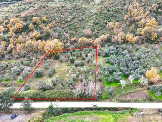 MERAVIGLIOSO ULIVETO CON AMPIO FRONTE STRADA CASANOVA DI CARINOLA RIF.V3243