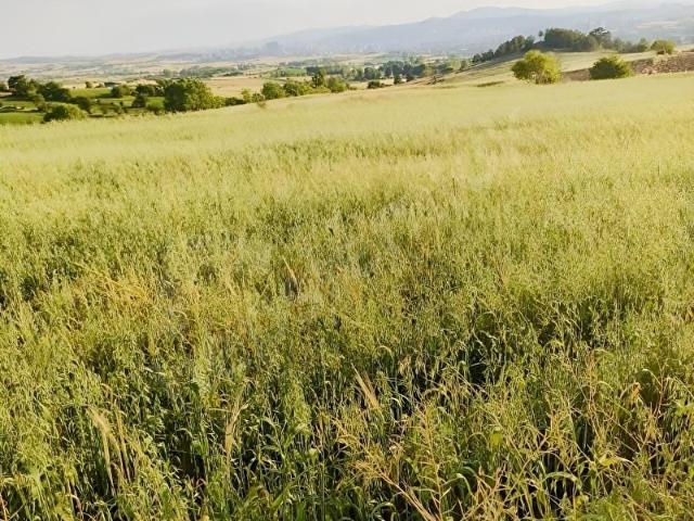 Merkeze çok yakın satılık tarla