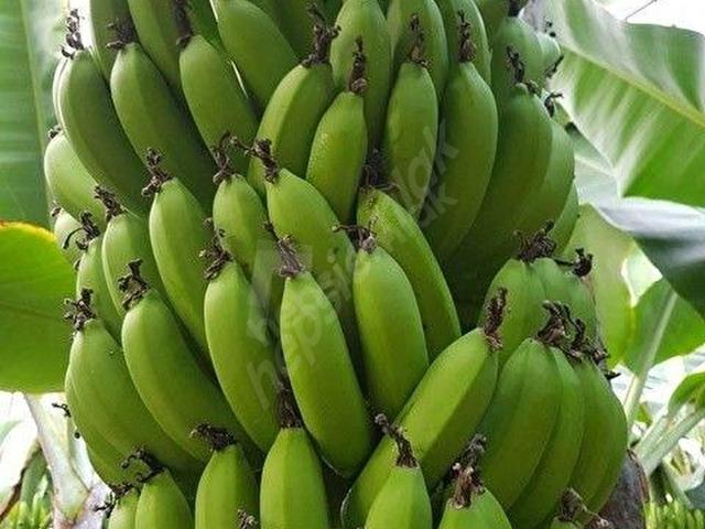 Mersin Anamur Sultançayı Kenarında Satılık Muz Serası