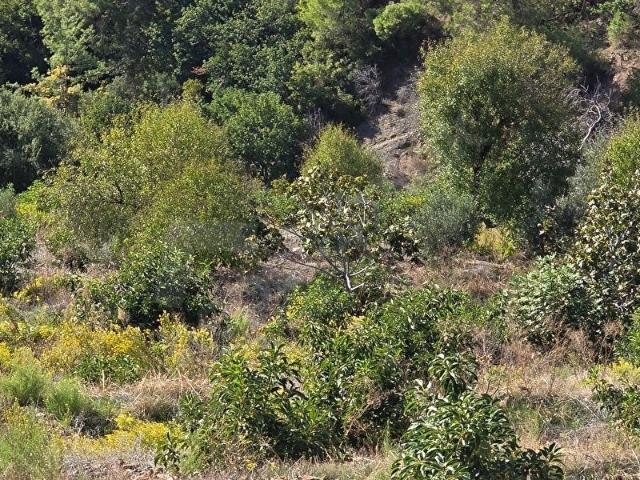 Mersin Anamur Satılık Avokado Bahçesi FİYATINI DÜŞÜRDÜK