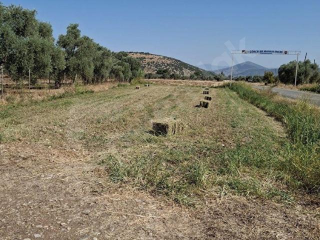 MİLAS GÖKÇELER MAHALLESİNDE SATILIK TARLA