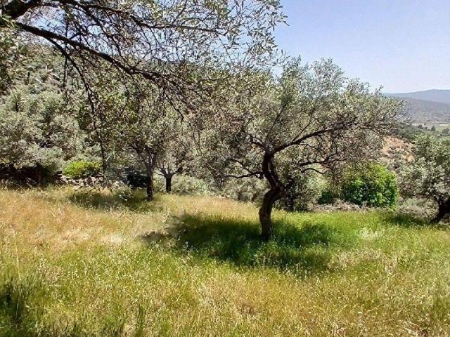 MUĞLA MİLAS DÖRTTEPE'DE SATILIK İMARLI ARSA