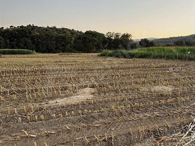MİLAS KAFACADA MAHALLEYE YÜRÜME MESAFESİNDE FIRSAT ARAZİ