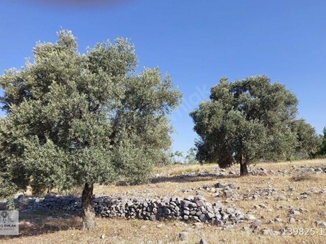 MİLAS KALINAĞIL MAHALLESİNDE ZEYTİNŞİK SATILIKTIR