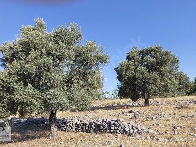 MİLAS KALINAĞIL MAHALLESİNDE ZEYTİNŞİK SATILIKTIR