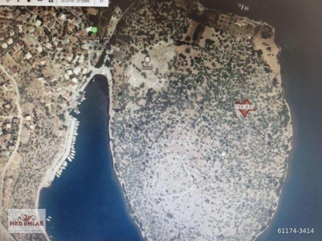 MİLAS KIYIKIŞLACIKTA 950 M2 ZEYTİNLİK MKD EMLAKTAN