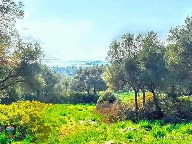 MİLAS,KIZILAĞAÇ 20.703 MZEYTİNLİK, DENİZE 2 KM. DENİZ MANZARALI