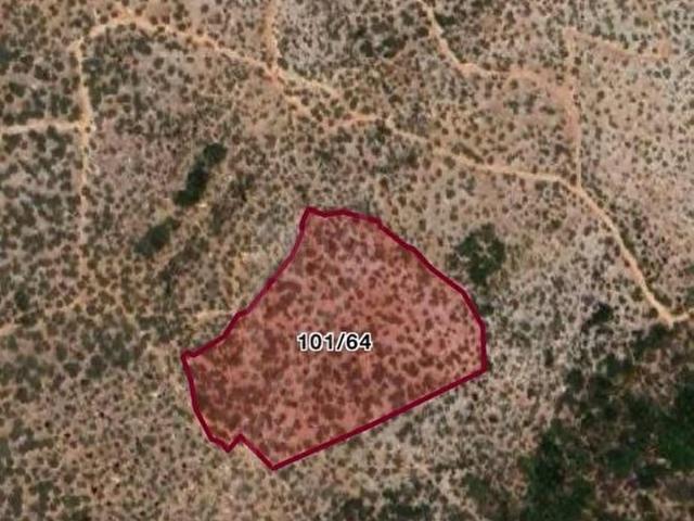 MİLAS OVAKIŞLACIKTA SATILIK 15.960 M2 ZEYTİNLİK