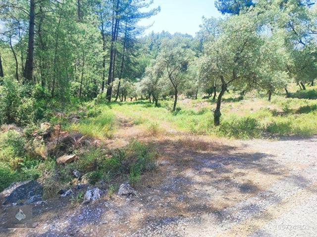 MİLAS'A 14 DK YOL SORUNU OLMAYAN DÜZ ALAN ZEYTİNLİK.