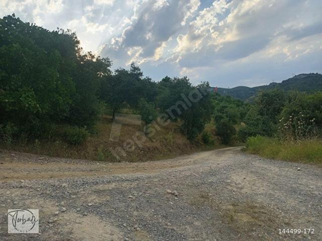 MİS GİBİ TEMİZ HAVA TİRE AKYURT'TA 2487m2 TEK TAPU ZEYTİNLİĞİMİZ SATILIKTIR