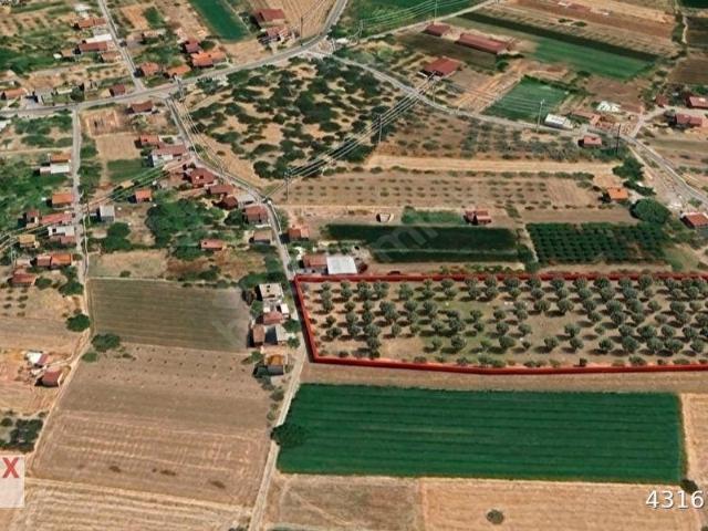 MILAS AĞAÇLIHÖYÜK'TE SATILIK KADASTRAL YOLA SIFIR 15 DÖNÜM TARLA