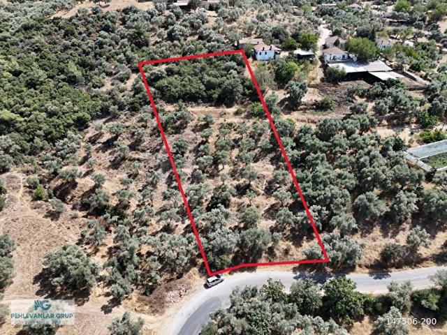 Milas Çamovalıda 2.779 m Köy İmarlı, Zeytin Ağaçlı Yatırımlık Tarla!