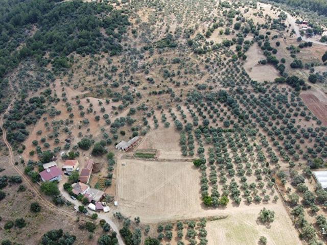 Milas Çamovalı'da Satılık 35 Dönüm Kurulu Düzen Çiftlik ve Arazi