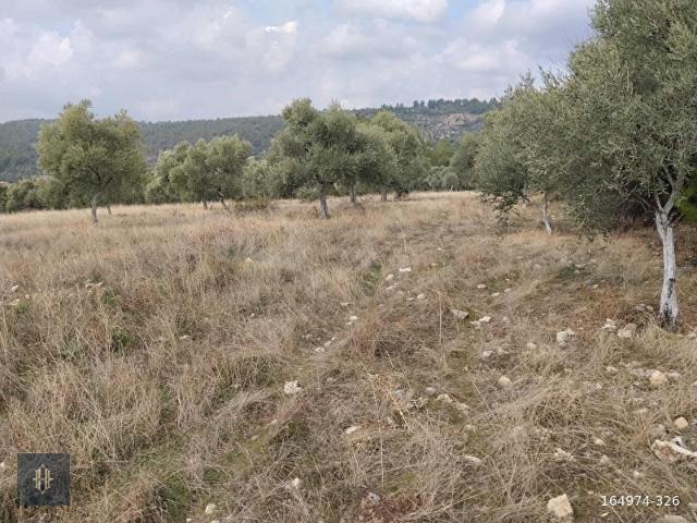 Milas Aslanyaka Mahallesinde Satılık Tarla Harmaya Real Estate