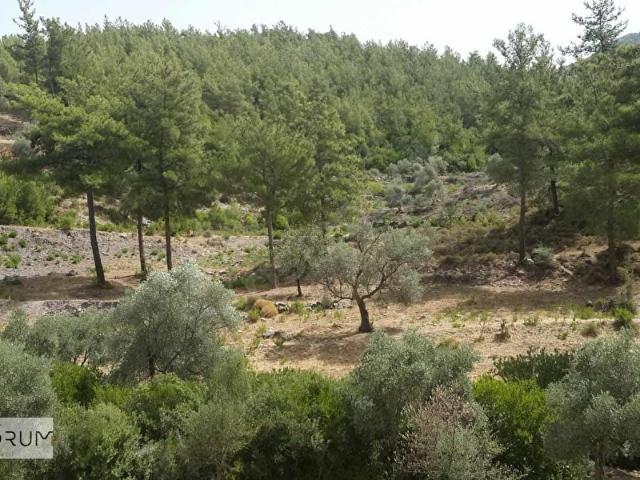 Milas Balcılar'da Yatırımlık Tarla