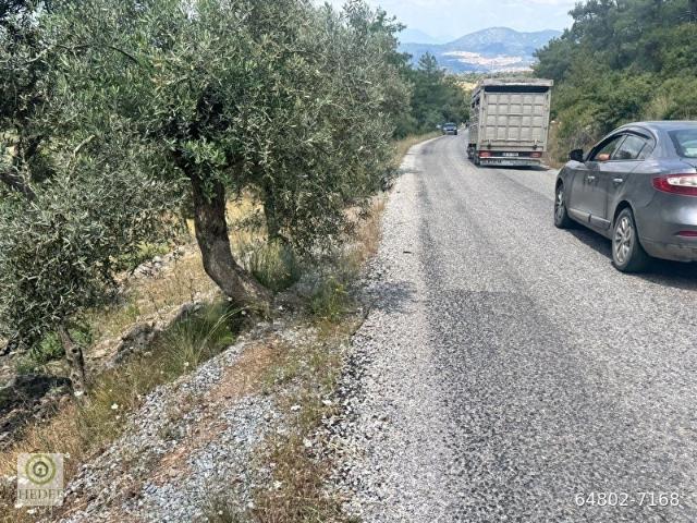 Milas Beçin Sazalan Mevkiinde Kadastro Yoluna Yakın Satılık Zeytinlik