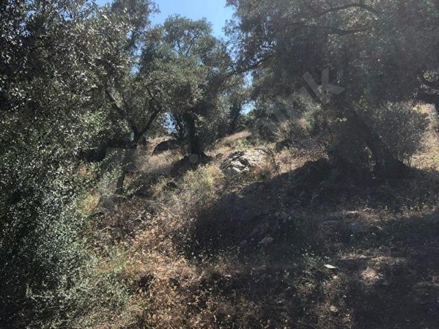 Milas Bodrum Yoluna 390 mt mesafede Satılık Zeytinlik