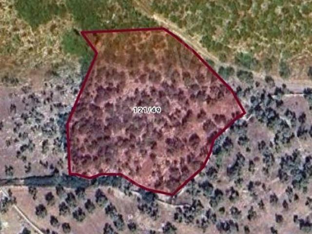 Milas Bozbük'te Satılık 7253m Kupon Zeytinlik