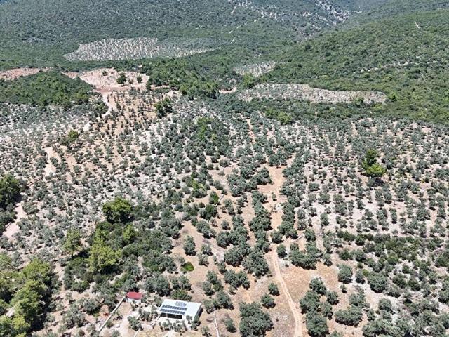 Milas Gürçamlarda satılık zeytinlik