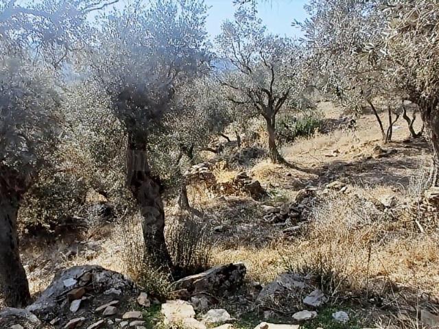 Milas Çiftlik Yatırıma Uygun Yola Yakın 5640 M2 Zeytinlik