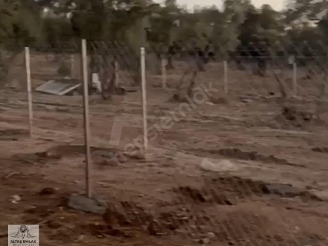 Milas Kırcağız mahallesinde hobi bahçesi tarzında zeytinlik satılıktır