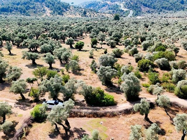 milas kırcağızda müstakil tapu zeytinlik bahçe