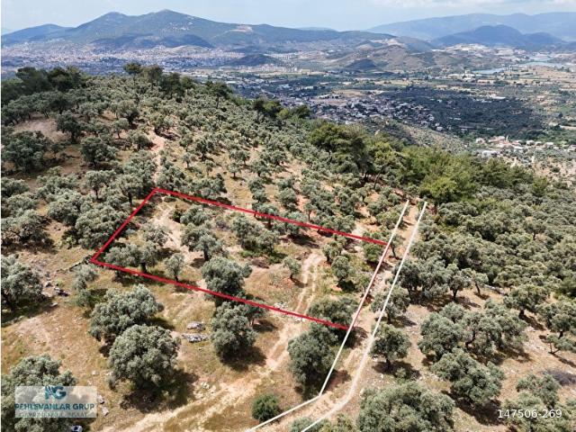 Milas Kırcağız'da Yolu Olan Manzaralı 1365m Zeytinlik