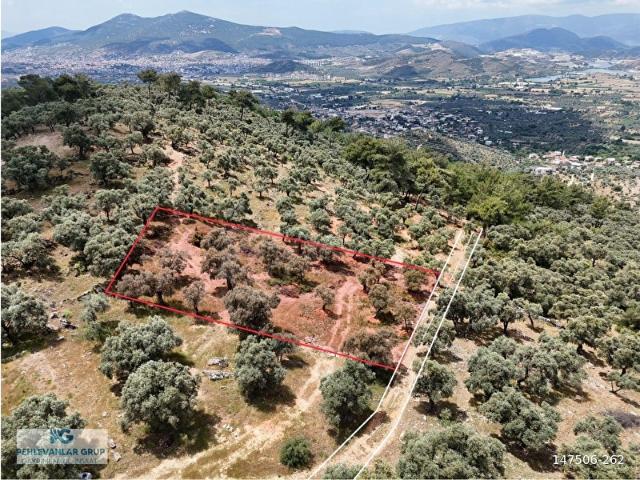 Milas Kırcağız'da Yolu Olan Manzaralı 1365m Zeytinlik