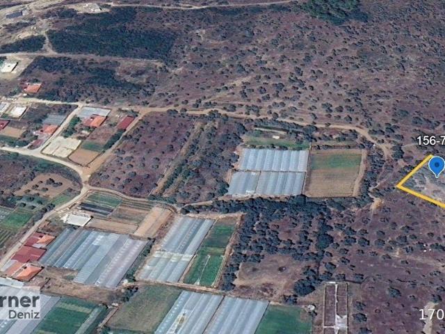 Milas Kafacada Yolu Olan 870 m Tek Tapu Zeytinlik